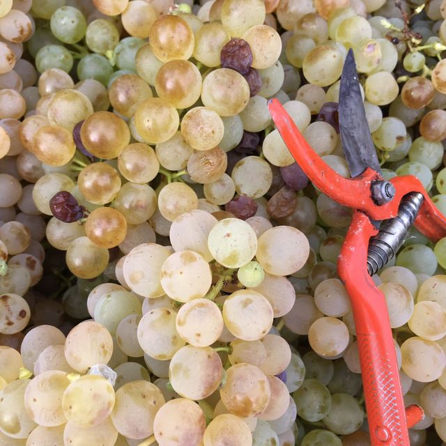 cosecha de uvas con tijeras de podar